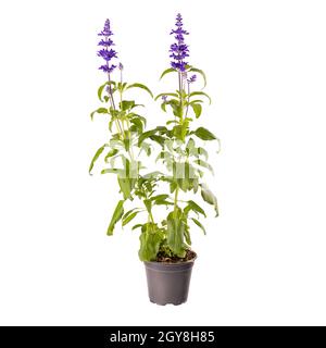 Bleu Salvia farinacea fleurs en pot isolé sur fond blanc Banque D'Images
