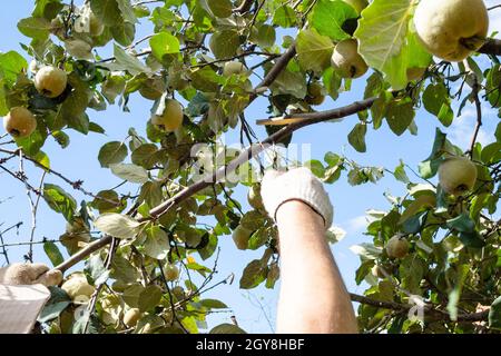 un paysan scie une branche d'arbre de coing avec une scie à main dans le jardin à la maison le jour ensoleillé Banque D'Images