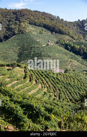 Les collines pittoresques de vignobles de la région de vin mousseux Prosecco à Santo Stefano. L'Italie. Banque D'Images