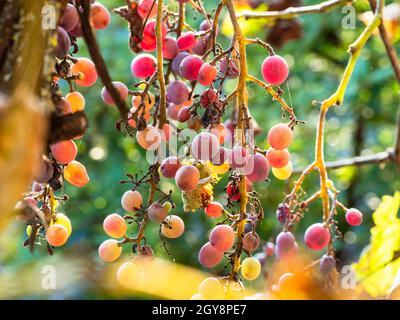 les raisins roses mûrs illuminés par le soleil couchant rapprochent le jour ensoleillé de l'automne Banque D'Images