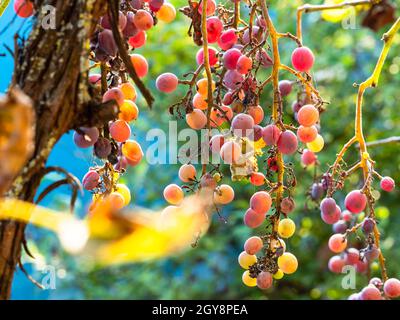 les raisins roses illuminés par le soleil couchant ferment dans l'arrière-cour du village le jour ensoleillé de l'automne Banque D'Images