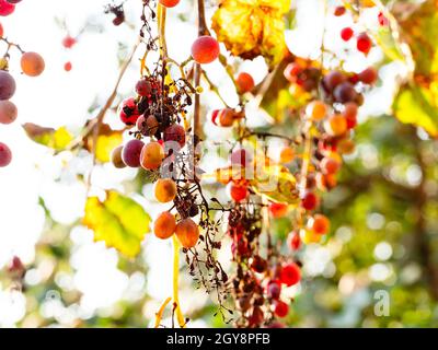 les raisins roses mûrs et séchés au soleil illuminés par le soleil couchant ferment en automne Banque D'Images
