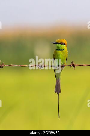 Un Bee eater vert reposant sur un fil Banque D'Images