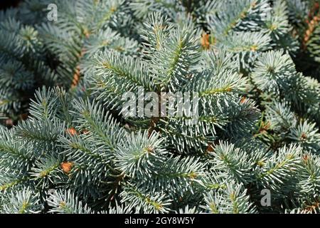 Épinette bleue du Colorado, variété Picea pungens Gloria, feuilles en plein soleil sans arrière-plan et feuilles floues autour des bords. Banque D'Images