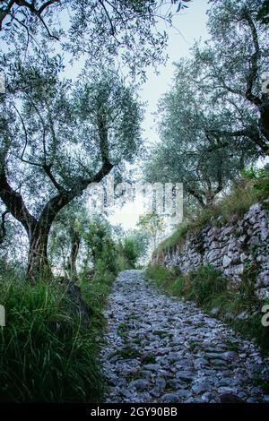Sentier de randonnée dans la nature sur Monte Baldo, Italie Banque D'Images