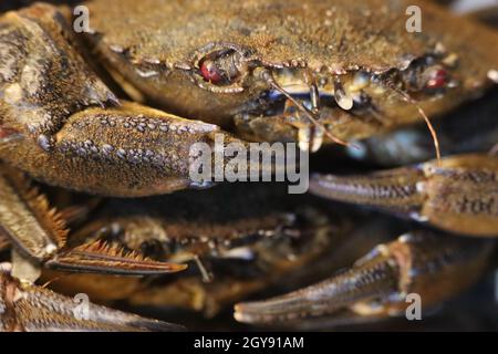 pinces à crabe en purée délicieuses pincettes de fruits de mer Banque D'Images