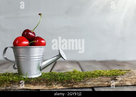 Baies de cerise sucrée en métal arrosoir récipient sur table en bois, mur gris en béton. Fraîcheur, composition estivale. ECO, bio alimentation agricole Banque D'Images