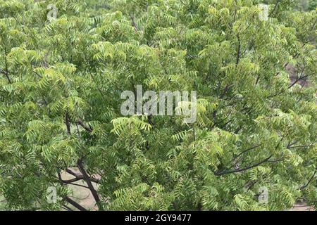 Neem Tree, Azadirachta indica - arbre médicinal indien très puissant.Feuilles vert vif contre le ciel bleu. Banque D'Images