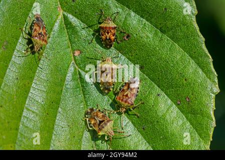 Les punaises de parents (Elasmucha grisea / Cimex grisea) groupe d'adultes sur la feuille de l'aulne en automne / automne Banque D'Images