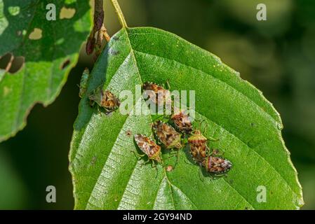 Les punaises de parents (Elasmucha grisea / Cimex grisea) groupe d'adultes sur la feuille de l'aulne en automne / automne Banque D'Images