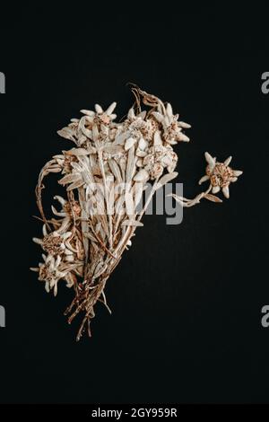 Fleur d'Edelweiss séchée isolée sur fond noir. Banque D'Images