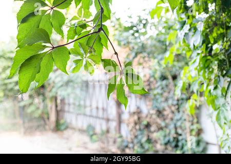 Feuilles vertes sur la branche de Parthénocissus et cour rustique en arrière-plan le jour d'été (concentrez-vous sur les feuilles sur le fond) Banque D'Images