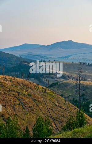 Dommages causés par les incendies de forêt et régénération de l'écosystème Banque D'Images