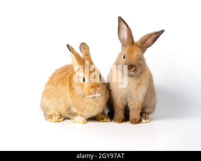 Marron Mignon Lapin Mignon Croupi Et Manger De La Carotte Fraiche Bebe Sur Fond Blanc Photo Stock Alamy