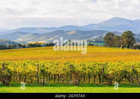 Tokar Estate vignoble au coeur de la Yarra Valley - Coldstream, Victoria, Australie Banque D'Images