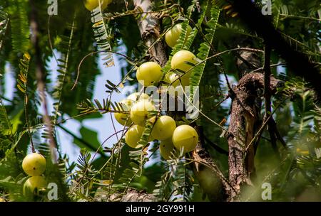 BOUQUET DE BAIES D'OIE FRAÎCHE (PHYLLANTHUS EMBLICA) SUR L'ARBRE DE BAIES D'OIE/AMLA Banque D'Images