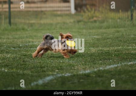 Le chien court rapidement et tient le disque volant de jouet en plastique jaune dans ses dents.Chien miniature sportif.Le Yorkshire Terrier est présent pour les sports lors d'une chaude journée d'été Banque D'Images
