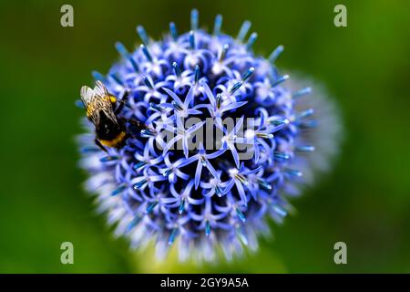 Une abeille assise sur une fleur de globe-thistel bleue avec fond vert Banque D'Images