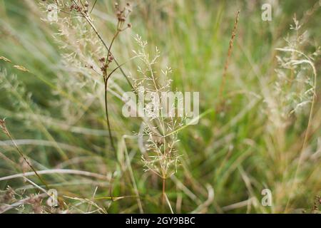 La fétuque d'herbe de prairie (Festuca partensis) au printemps.Le beau papier peint de la fétuque rouge (Festuca rubra) Banque D'Images