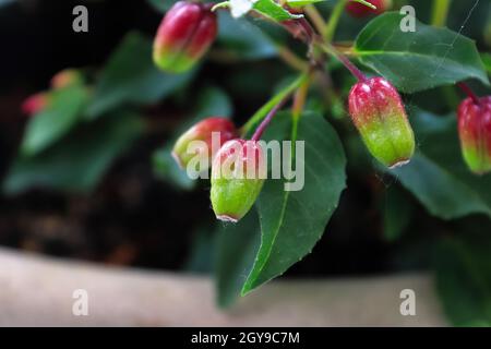 Gousses de semences mûres sur une plante de fuchsia. Banque D'Images