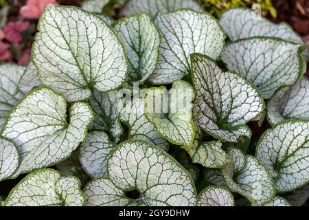 Heartleaf brunnera, Vipérine commune de Sibérie ( Brunnera macrophylla 'Jack Frost ') dans jardin Banque D'Images