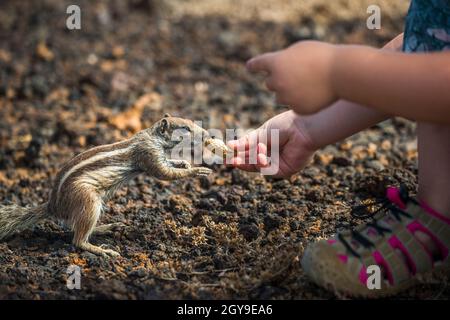 Une jeune fille donne une arachide à l'écureuil de Barbarie (Atlantoxerus getulus) sur l'île de Fuerteventura où elle a été introduite. Banque D'Images