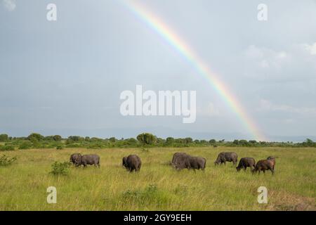 Paysage du parc national de la Reine Elizabeth avec troupeau de buffles contre ciel arc-en-ciel, Ouganda Banque D'Images