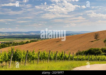 Vignobles près de Polesovice, Moravie du Sud, République tchèque Banque D'Images