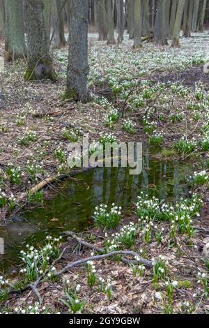 La forêt au début du printemps avec le printemps, Flocon, Vysocina République Tchèque Banque D'Images