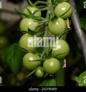 tomates vertes non mûres accrochées à une branche Banque D'Images