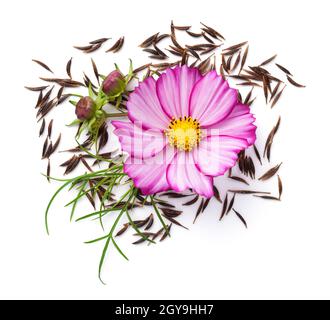 Composition de fleurs et de graines COSMOS isolée sur fond blanc. Bipinnatus COSMOS. Vue de dessus Banque D'Images