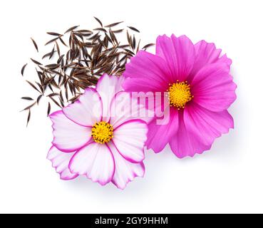 COSMOS fleurit avec des graines isolées sur fond blanc. Bipinnatus COSMOS. Vue de dessus Banque D'Images