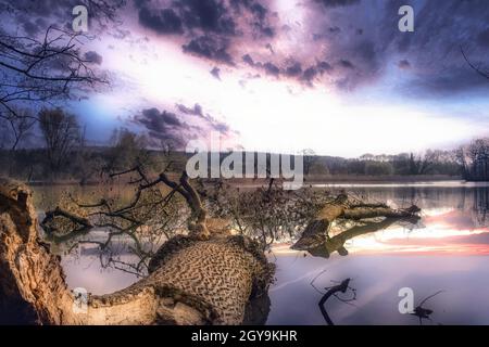 Tronc d'arbre renversé dans une atmosphère idyllique de paysage pourpre Banque D'Images