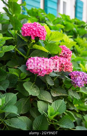 Une très belle buisson d'hortensia rose sur le fond d'une belle maison avec des volets verts Banque D'Images