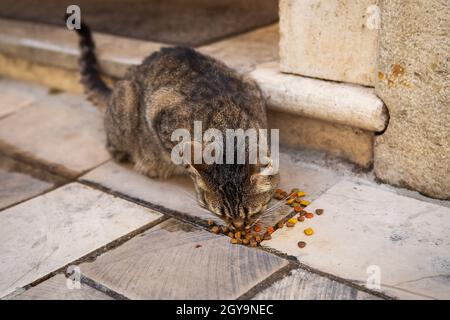 Street multicolore chat mange de la nourriture de chat dans les rues de la vieille ville Banque D'Images