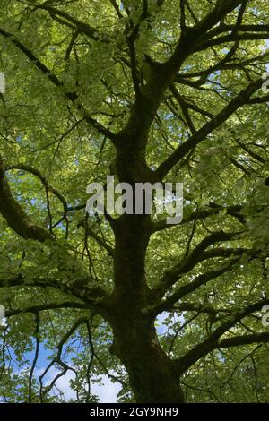 Texture plein format verticale de feuilles vertes vibrantes éclairées par la lumière du soleil de l'été. La structure épaisse de l'arbre se distingue de la nuit contre le ciel. Thème environnemental Banque D'Images