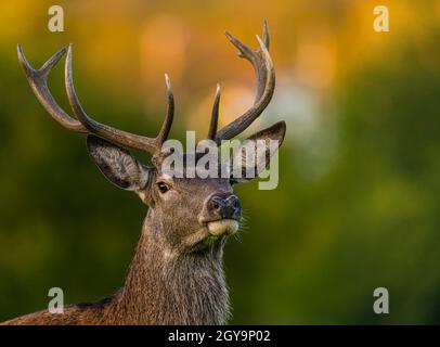 Cerf rouge sauvage dans l'ouest de la Norvège. Banque D'Images