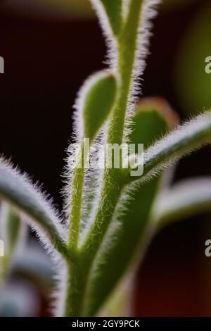 Plante succulente en herbe de près Banque D'Images