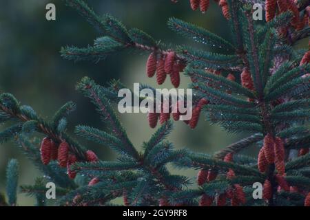 Raindrops sur un pin vert profond avec des pins bruns Banque D'Images