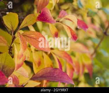 Feuilles rouges et orange d'automne avec une faible profondeur de champ Banque D'Images