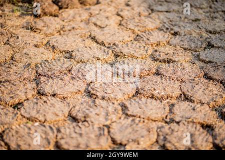 Gâteaux et pains de Dung de vache séchés pour servir de combustible naturel. Banque D'Images