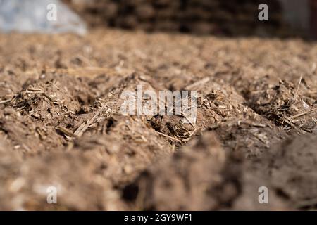 Gâteaux et pains de Dung de vache séchés pour servir de combustible naturel. Banque D'Images