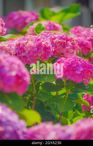 De l'image de l'hortensia rouge (Kamakura).Lieu de tournage: Kamakura, préfecture de Kanagawa Banque D'Images