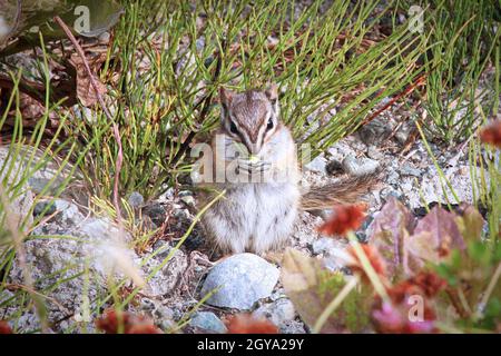 Gros plan du moins Chipmunk Tamias Minimus. Banque D'Images