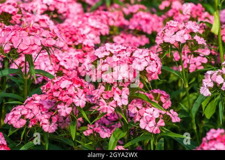 Fleurs de Stipa Gigantea dans le jardin à l'été ensoleillé. Banque D'Images