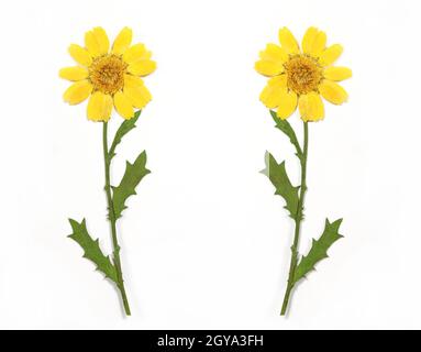 Fleurs jaunes séchées sur fond blanc Banque D'Images