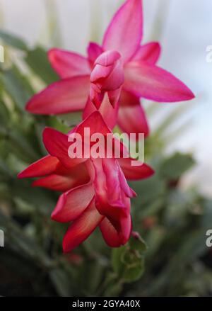 Cactus de Noël avec fleurs roses S. truncata Banque D'Images