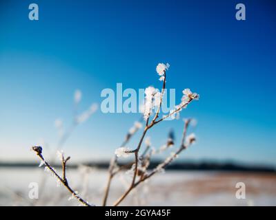 Gros plan d'une branche sans feuilles recouverte de cristaux de glace devant un paysage hivernal flou avec ciel bleu et soleil. Banque D'Images