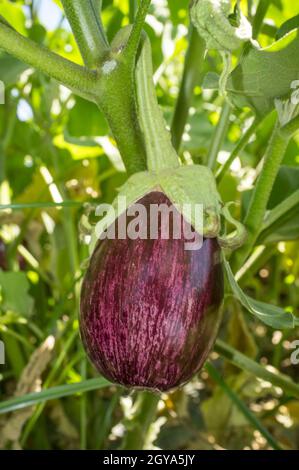 Gandia aubergine o Listada de Gandia à rayures blanches Banque D'Images