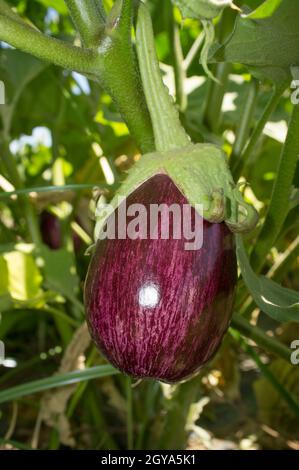 Gandia aubergine o Listada de Gandia à rayures blanches Banque D'Images